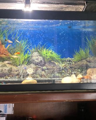 Acquario