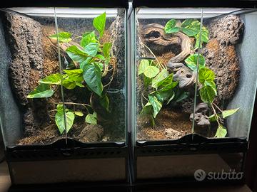 Gechi ciliatus con terrario