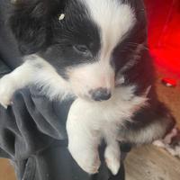 Cuccioli australian shepherd/pastore australiano
