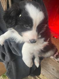 Cuccioli australian shepherd/pastore australiano