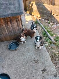 Cuccioli pastore australiano