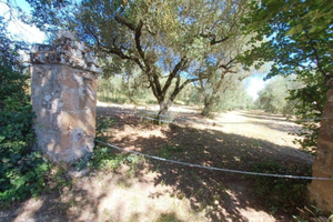 Terreno agricolo Castel Sant'Elia