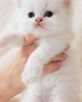 gattini persiani 