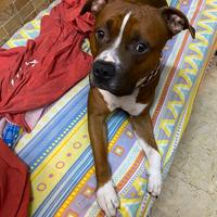 Amstaff per cucciolata