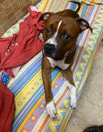 Amstaff per cucciolata