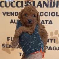 Barboncino mini toy red 2M 3F anche a rate