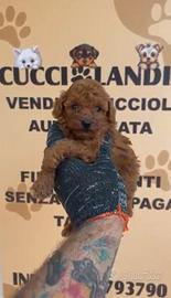 Barboncino mini toy red 2M 3F anche a rate