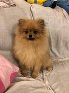 Volpino di Pomerania maschio Toy