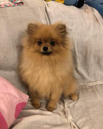 Volpino di Pomerania maschio Toy