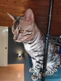 gatto bengala 5 mesi