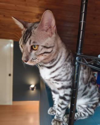 gatto bengala 5 mesi
