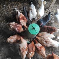 Polli - Galline - uova