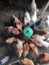 Polli - Galline - uova