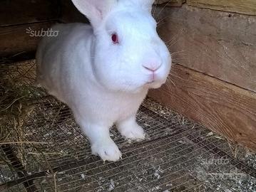 Conigli Nostrani