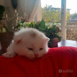 Cucciolo british shorthair