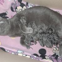 Gattini Certosini con pedigree