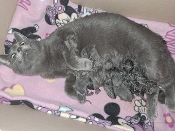 Gattini Certosini con pedigree