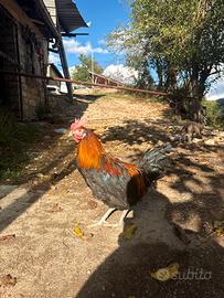 Galletti nani e non