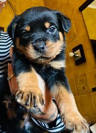 Cuccioli Rottweiler
