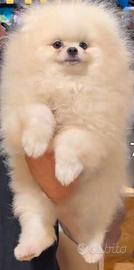 Spitz di Pomerania bianco