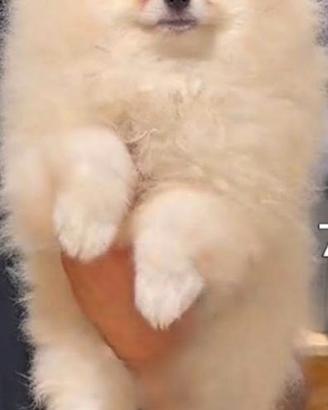 Spitz di Pomerania bianco