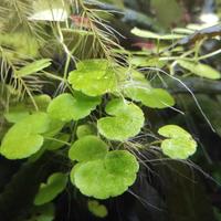 Hydrocotyle leucocephala