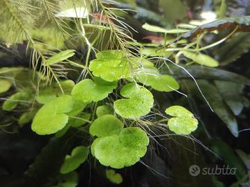 Hydrocotyle leucocephala