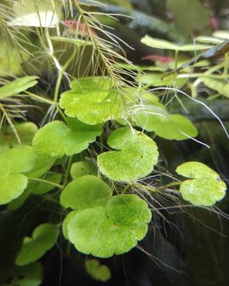 Hydrocotyle leucocephala