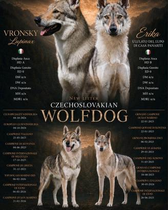 Lupo Cecoslovacco