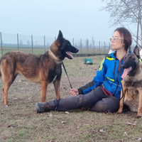 Cuccioli di pastore belga malinois