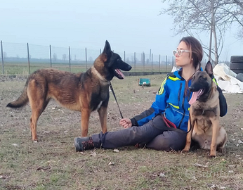 Cuccioli di pastore belga malinois