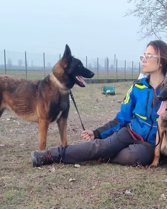 Cuccioli di pastore belga malinois