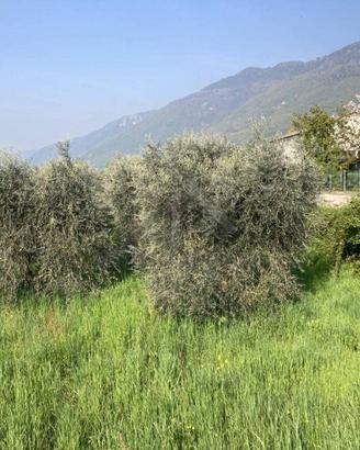 Terreno di 3278 m² a Pieve del Grappa