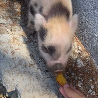 Maialino giulien nano