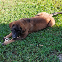 Cuccioli pastore del caucaso