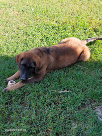 Cuccioli pastore del caucaso