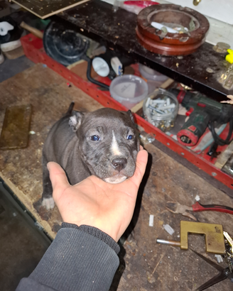 Pitbul ukc