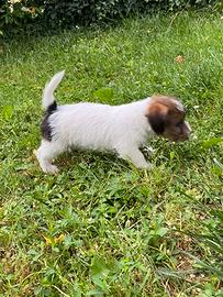 Jack russell cuccioli