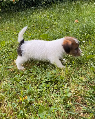 Jack russell cuccioli