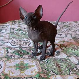 Cuccioli di Canadian sphynx