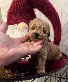 Barboncina toy test genetici