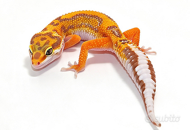 Baby geco leopardino Tangerine, Bold, Tremper