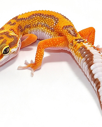 Baby geco leopardino Tangerine, Bold, Tremper