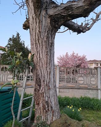tronco albero noce