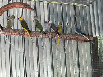 Parrocchetto dal collare Cleartail Clertail
