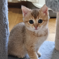 Incrocio bengala scottish