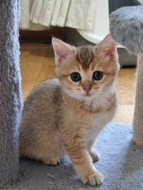 Incrocio bengala scottish