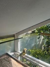 Verdone Femmina disponibile