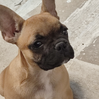 Cuccioli di bulldog