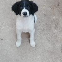 Cani da tartufo o caccia